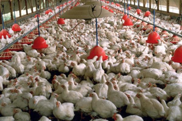 آخرین شرایط آنفلوآنزای فوق حاد پرندگان در مرغداری های کشور