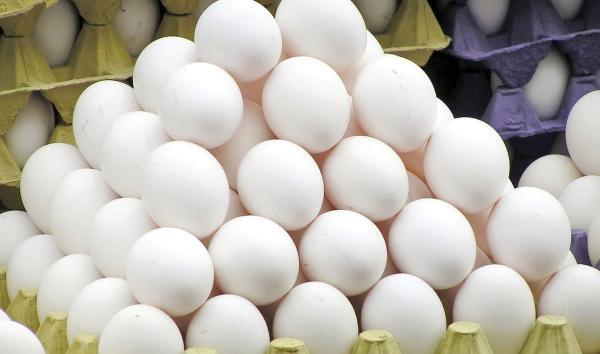 کاشانی: 10 هزار تن تخم مرغ وارد می شود، تعادل قیمت تا 2 هفته دیگر