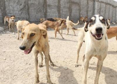 ایجاد سامانه ویژه برای جمع آوری سگ در بوشهر ، 272 قلاده سگ بدون صاحب جمع آوری شد