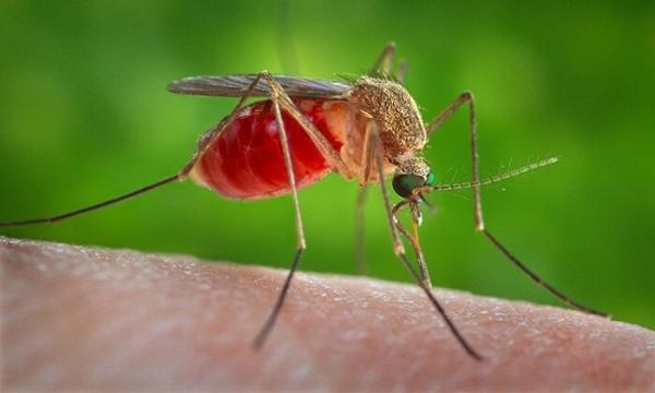 نگرانی از بازگشت مالاریا به کشور ، ورود بیماران مبتلا به مالاریا به کشور از مرزهای شرقی چقدر جدی است؟