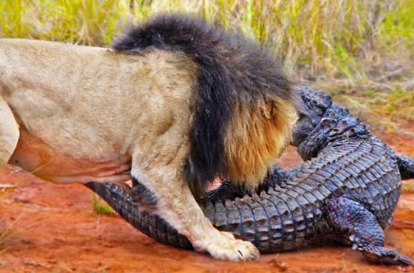 عکس، حمله عجیب شیرها به تمساح بزرگ الجثه