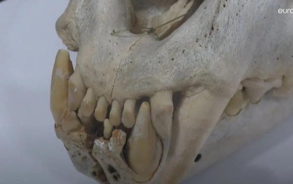 نمایش استخوان های شیر های باستانی اطلس